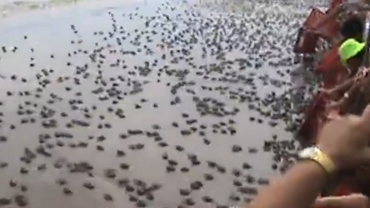 La spectaculaire remise à l'eau de milliers de petites tortues
