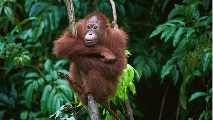 En 40 ans, la moitié des animaux sauvages a disparu à cause de l'homme, selon le WWF