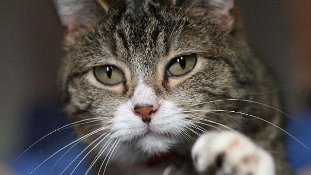 Pourquoi votre félin raffole de l'herbe-aux-chats ? Découvrez les secrets de la chimie des chats