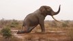 Un éléphant sauvé d'une flèche empoisonnée par des vétérinaires au Kenya