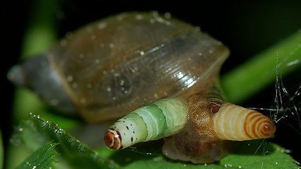 L'incroyable parasite qui transforme les escargots en zombies