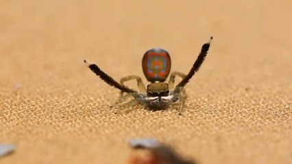 Observez ces étonnantes araignées danser et faire des percussions