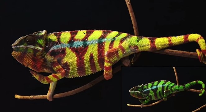 Comment le caméléon change-t-il de couleur ? Les chercheurs ont percé son secret
