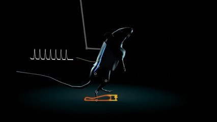 Des rats paralysés parviennent à remarcher grâce à des stimulations électriques