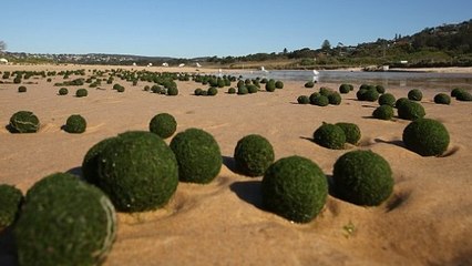 Des "oeufs d'aliens" ? D’étranges boules vertes envahissent une plage d’Australie