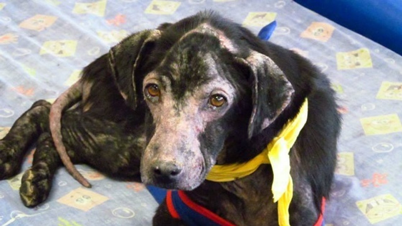 L'étonnante maladie diagnostiquée chez Adam, un chien recueilli aux Etats-Unis