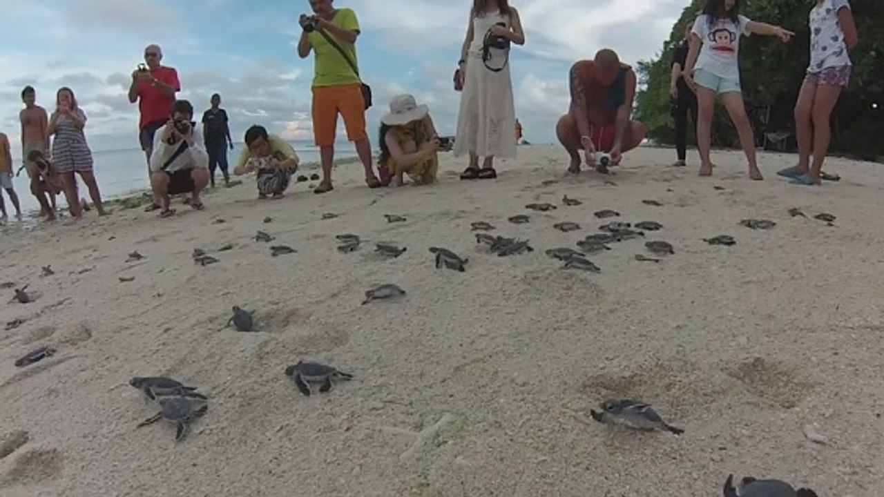 L'impressionnante première baignade de 150 petites tortues de mer
