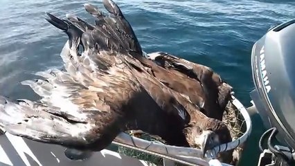 L'extraordinaire sauvetage d'un rapace au bord de la noyade