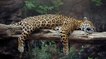 Un jaguar expérimente les effets hallucinogènes d’une liane amazonienne
