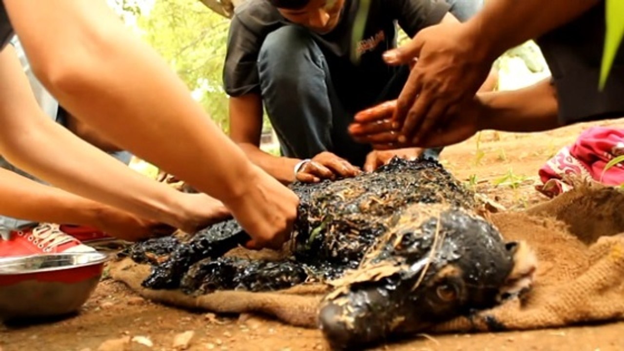 Le fantastique sauvetage d'un chien tombé dans du goudron