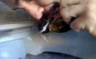 Un Brésilien réanime un oiseau en lui faisant du bouche-à-bouche