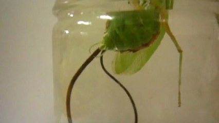 Observez un effrayant parasite quitter le corps d'une mante religieuse