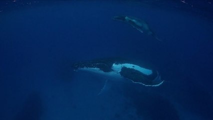 Un incroyable voyage aux côtés d'une baleine à bosse et son petit