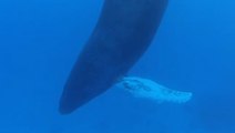 Comment les baleines dorment-elles sous l'eau ? Démonstration !
