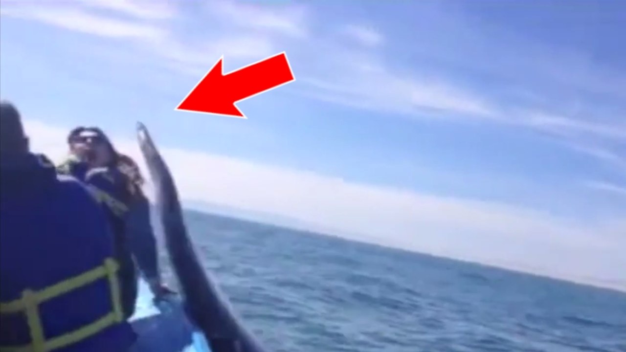 Une baleine frappe de sa nageoire caudale une touriste sur un bateau