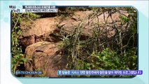 신비의 식물 다이어트에 도움 주는 ‘시서스’ TV CHOSUN 20220202 방송