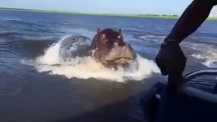 Un hippopotame surprend un groupe de touristes en bateau