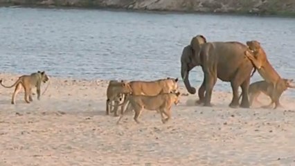 Un jeune éléphant riposte face à une meute de lionnes