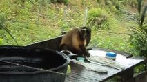 Un extraordinaire comportement filmé chez un singe capucin au Brésil