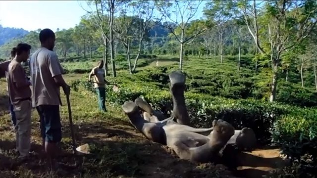 Le fantastique sauvetage d’un jeune éléphant coincé dans un fossé