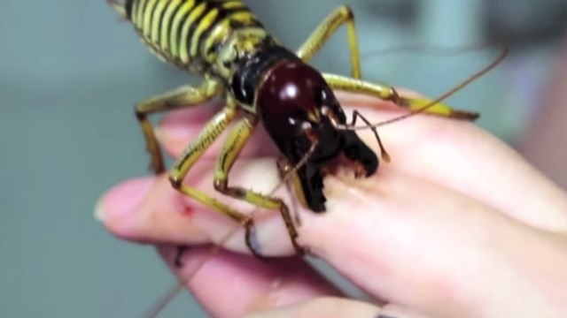 A la rencontre du weta, un impressionnant insecte géant