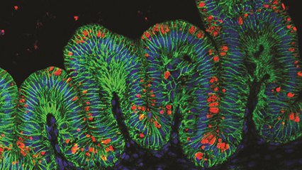 Les premiers estomacs humains créés à partir de cellules souches