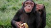 En 25 ans, le virus Ebola a tué le tiers des gorilles et chimpanzés du monde