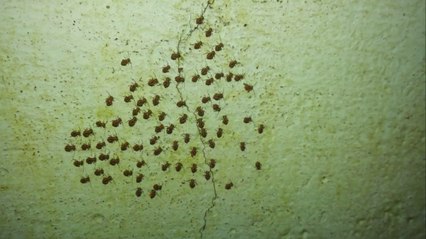 Des insectes qui se déplacent de manière parfaitement synchronisée