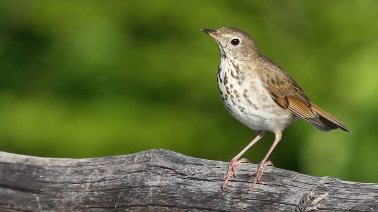 La grive solitaire, l'oiseau chanteur qui utilise la même série harmonique que l'homme