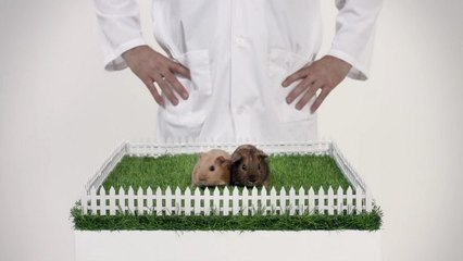 Cancer des testicules : des cochons d'Inde vedettes d'une vidéo de prévention inattendue