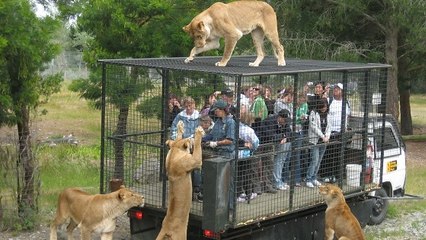 Dans ce parc, ce sont les visiteurs qu'on met en cage pour observer les lions