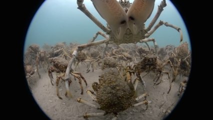 L'incroyable migration de milliers de crabes filmée dans une baie australienne