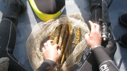 Le mystérieux métal de l'Atlantide découvert dans une épave au large de la Sicile