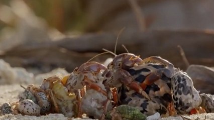 Pour échanger leurs coquilles, ces crustacés ont une incroyable technique