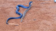 Quand un serpent bleu s'attaque à un crotale