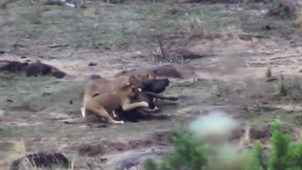 Des buffles sauvent l'un des leurs d'une attaque de lions