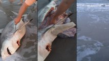 Un homme sauve trois petits requins piégés dans le ventre de leur mère échouée