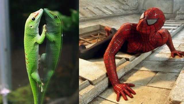 Escalader les murs comme Spider-Man ? Grâce au gecko, c'est désormais possible