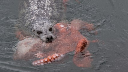 Un incroyable combat entre un phoque et une pieuvre géante immortalisé au Canada