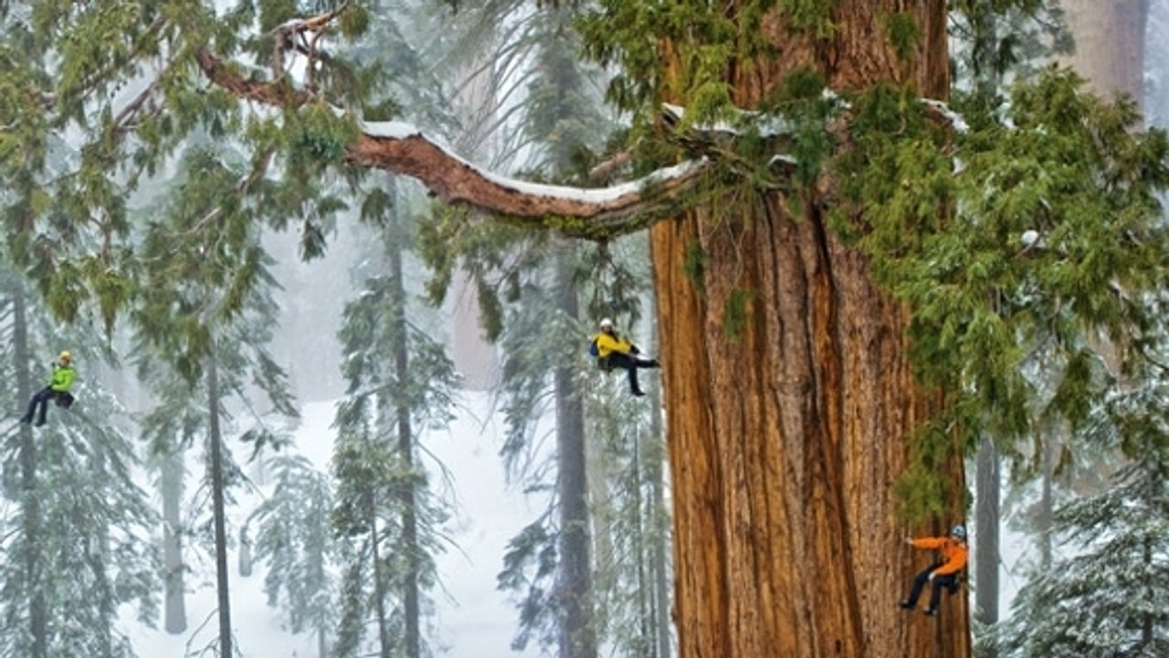 L'un des plus grands arbres du monde capturé en entier pour la première fois