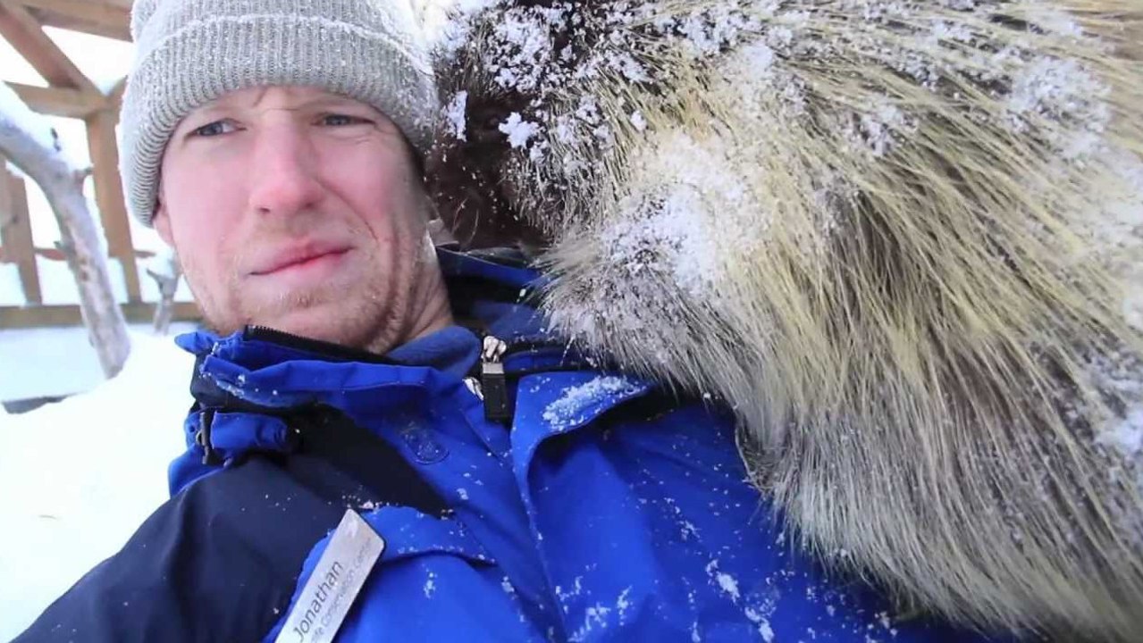 Quand un porc-épic sensibilise à la protection des animaux sauvages en Alaska