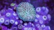 Une nouvelle vidéo dévoile les merveilles d’un monde aquatique haut en couleur