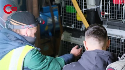 Afganistan’daki 304 evcil hayvanı kurtardılar