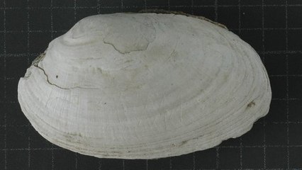 Une gravure humaine vieille de 500 000 ans découverte sur un coquillage