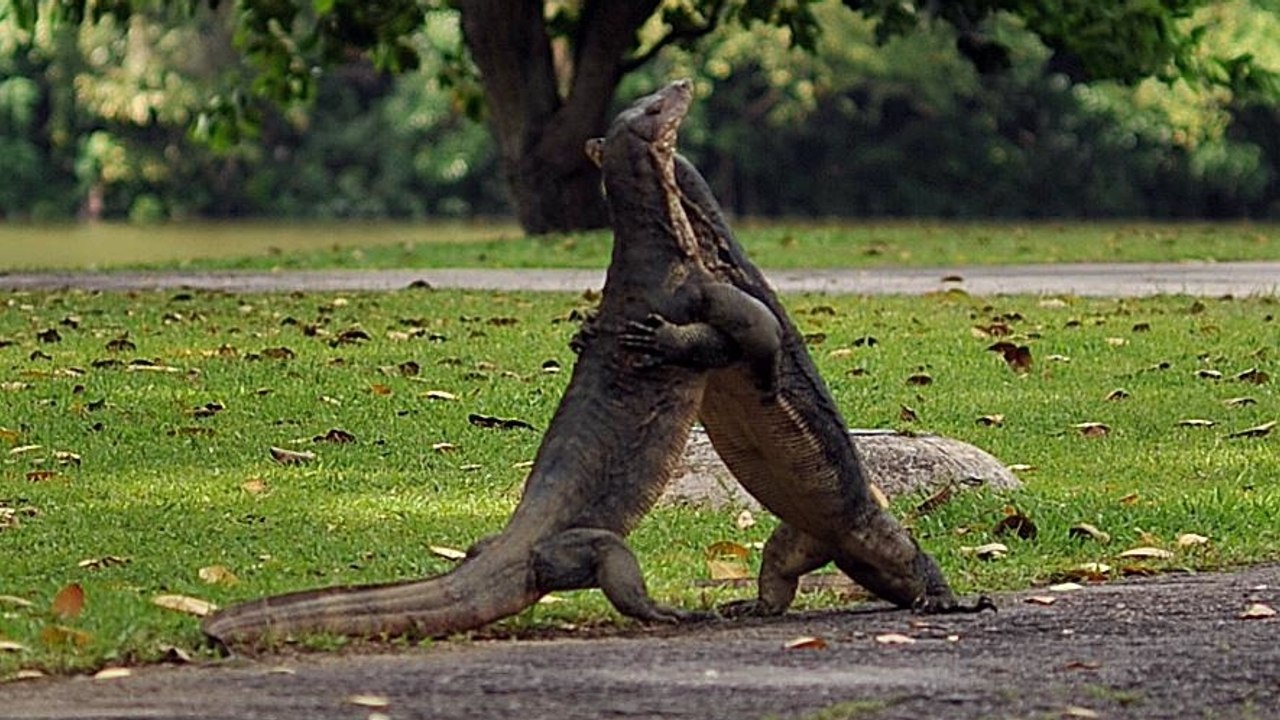 Deux lézards géants surpris en plein combat dans le parc Kruger