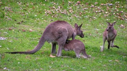Un kangourou détruit un drone en plein vol