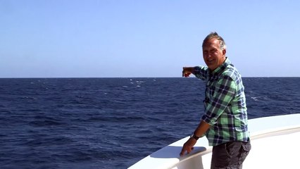 Quand une baleine bleue surprend un zoologiste en plein tournage