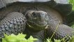 Une nouvelle espèce de tortue géante identifiée dans les Galapagos