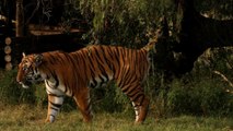 L'impressionnant saut d'un tigre filmé en slow-motion