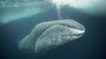 Le secret de longévité des baleines bicentenaires enfin dévoilé ?